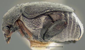 Media type: image;   Entomology 8197 Aspect: habitus lateral view